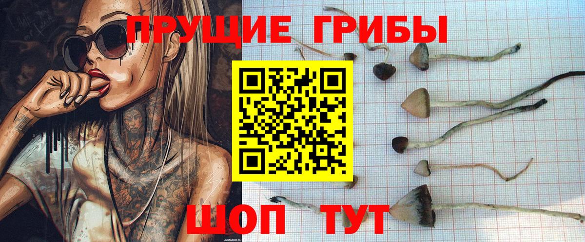 Сертолово  Галлюциногенные грибы Cubensis  Галлюциногенные грибы ЛСД  Вход с VPN 